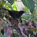 Blackish Antbird / Cercomacroides nigrescens