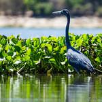 Мадагаскарская цапля / Ardea humbloti