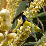 Palawan Sunbird / Cinnyris aurora