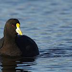 Белокрылая лысуха / Fulica leucoptera