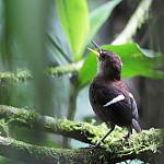 Wing-banded Wren / Microcerculus bambla