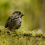 Crescent-faced Antpitta / Grallaricula lineifrons