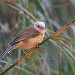 Рыжеватая белоголовка / Gampsorhynchus rufulus