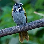 Черноголовый сальтатор / Saltator atriceps
