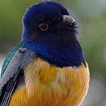 Бразильский трогон / Trogon surrucura