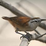 Superciliated Wren / Cantorchilus superciliaris