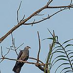 Андаманский вяхирь / Columba palumboides
