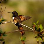 White-tufted Sunbeam / Aglaeactis castelnaudii