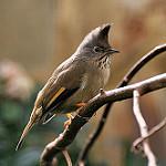 Пестрогорлая юхина / Yuhina gularis