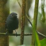 Esmeraldas Antbird / Sipia nigricauda