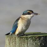 Sacred Kingfisher / Todiramphus sanctus