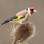 Воробьинообразные / Passeriformes фото