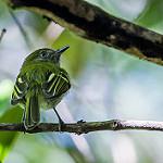 White-bellied Tody-Tyrant / Hemitriccus griseipectus