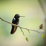 Black Inca / Coeligena prunellei