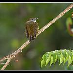 Orange-crested Manakin / Heterocercus aurantiivertex