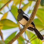 Филиппинский шама / Copsychus mindanensis