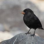Cocos Finch / Pinaroloxias inornata