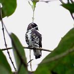 Белолицый эполетник / Iodopleura isabellae