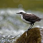 Белоголовая оляпка / Cinclus leucocephalus