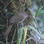 Горный бюльбюль / Phyllastrephus poensis