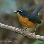 Rusty-bellied Shortwing / Brachypteryx hyperythra