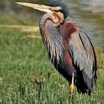 Рыжая цапля / Ardea purpurea