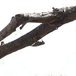 Серощёкий дятел / Dendropicos elachus
