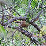 Great Spinetail / Synallaxis hypochondriaca