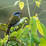 Yellow-shouldered Grosbeak / Parkerthraustes humeralis
