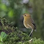 Equatorial Antpitta / Grallaria saturata