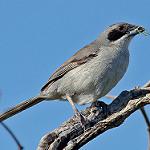 Эполетовая танагра / Neothraupis fasciata