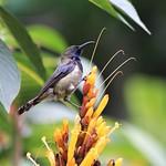 Principe Sunbird / Anabathmis hartlaubii