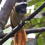 White-bearded Antshrike / Biatas nigropectus