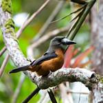 White-faced Nunbird / Hapaloptila castanea