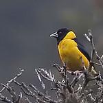 Collared Grosbeak / Mycerobas affinis