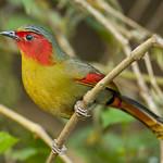 Scarlet-faced Liocichla / Liocichla ripponi