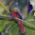 Bluish-fronted Jacamar / Galbula cyanescens