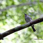 White-vented Whistler / Pachycephala homeyeri