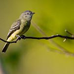 Корольковый москерито / Tyrannulus elatus