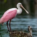 Roseate Spoonbill / Platalea ajaja