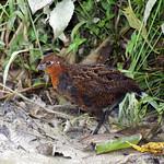 Chestnut Wood Quail / Odontophorus hyperythrus