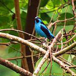 Turquoise Dacnis / Dacnis hartlaubi