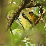 Golden-breasted Fruiteater / Pipreola aureopectus