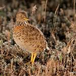 Plains-wanderer / Pedionomus torquatus