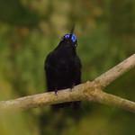 Синелобый ланцетоклюв / Doryfera johannae