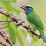 Taiwan Barbet / Psilopogon nuchalis