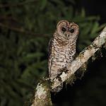Бразильская неясыть / Strix hylophila