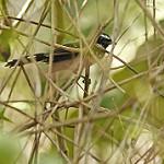 White-bellied Thicket Fantail / Rhipidura leucothorax