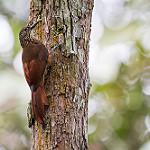 Zimmer's Woodcreeper / Dendroplex kienerii