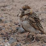 Somali Sparrow / Passer castanopterus